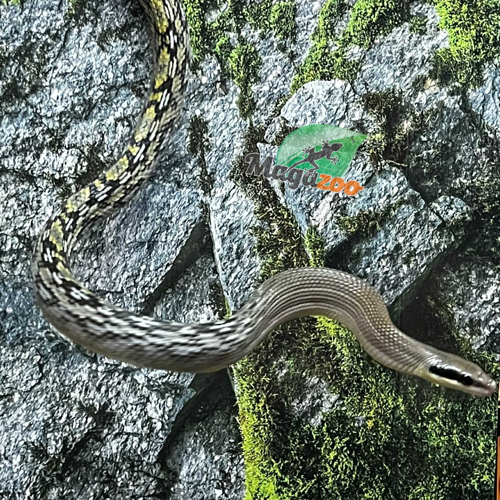 Magazoo Vietman blue beauty rat snake baby 2024 #2