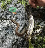 Magazoo Vietman blue beauty rat snake Baby 2024 #8