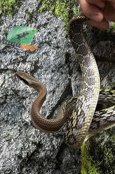 Magazoo Vietman blue beauty rat snake Baby 2024 #8