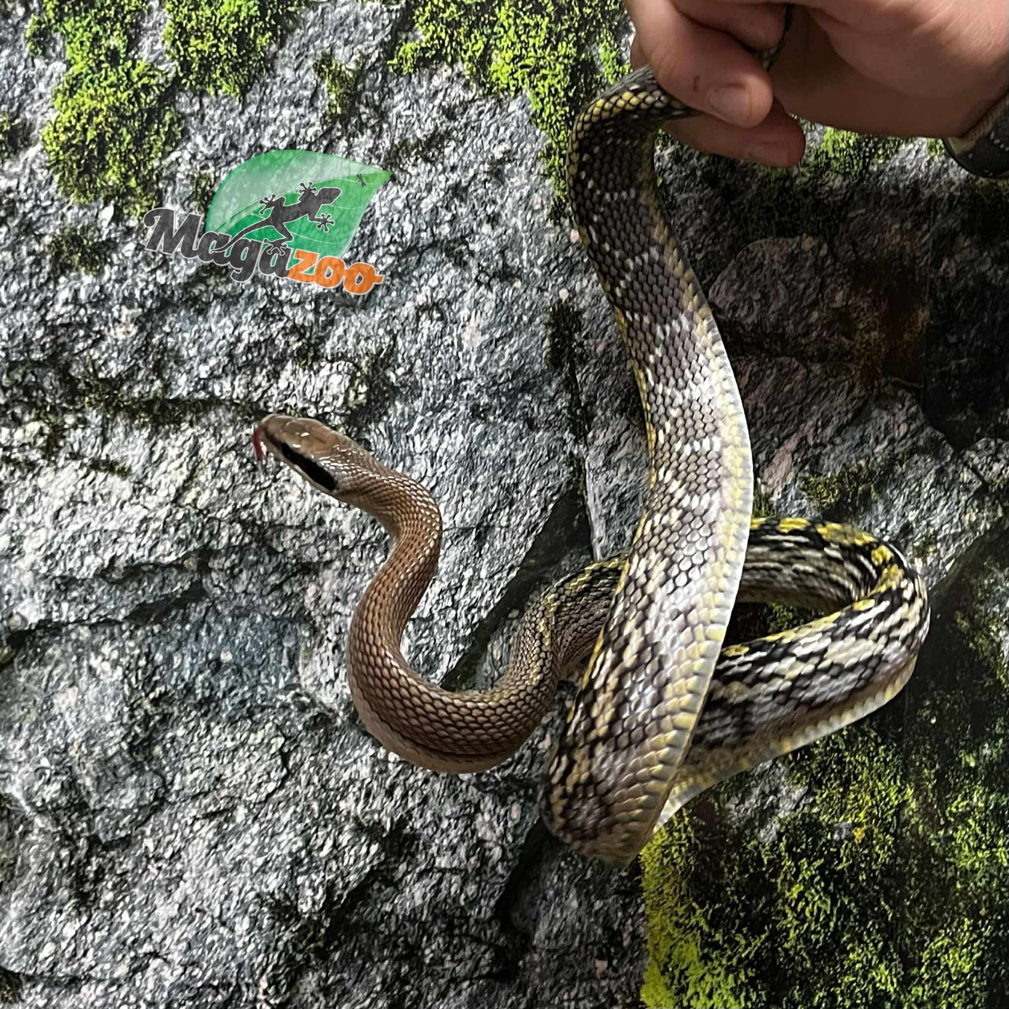 Magazoo Serpent Ratier ''Blue Beauty'' du Vietnam Bébé 2024 Mâle #8