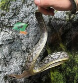 Magazoo Serpent Ratier ''Blue Beauty'' du Vietnam Bébé 2024 Mâle #8