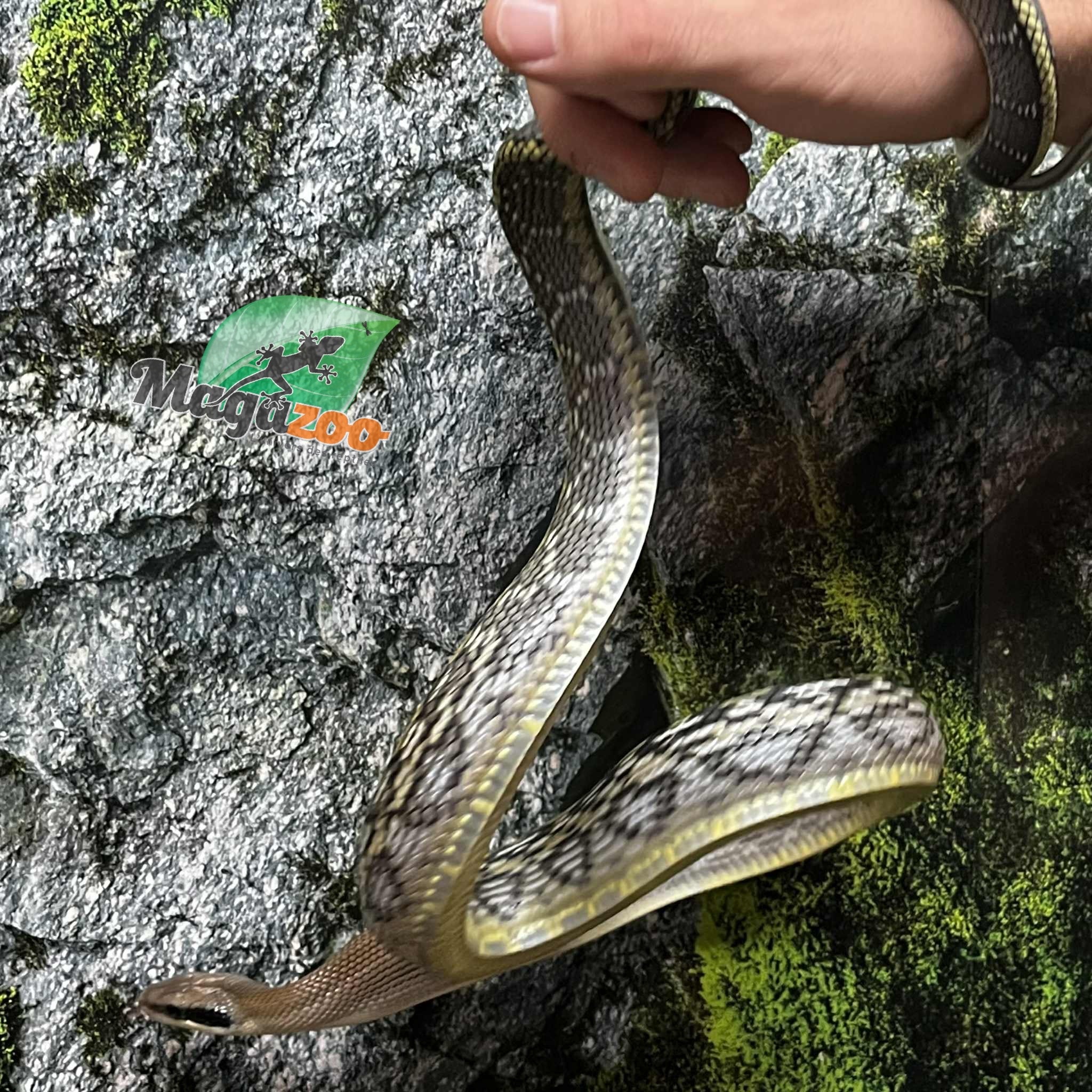 Magazoo Serpent Ratier ''Blue Beauty'' du Vietnam Bébé 2024 Mâle #8