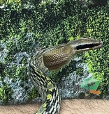 Magazoo Serpent Ratier ''Blue Beauty'' du Vietnam Bébé 2024 Mâle #8