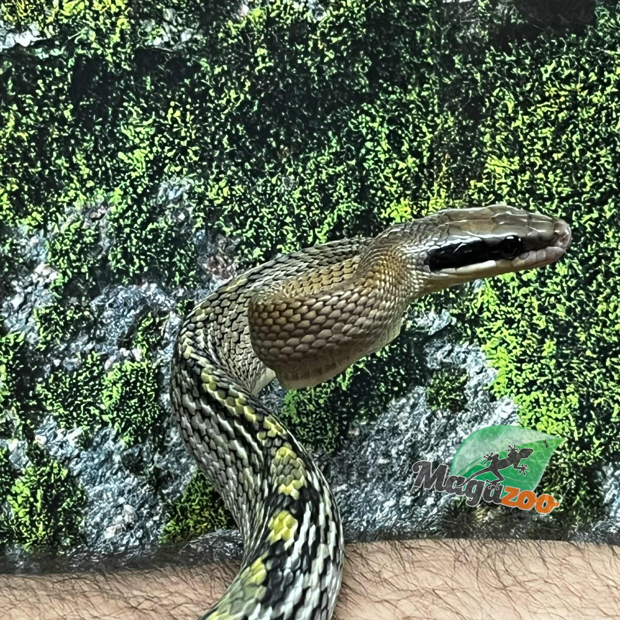 Magazoo Serpent Ratier ''Blue Beauty'' du Vietnam Bébé 2024 Mâle #8