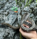 Magazoo Serpent Ratier ''Blue Beauty'' du Vietnam Bébé 2024 Femelle #4