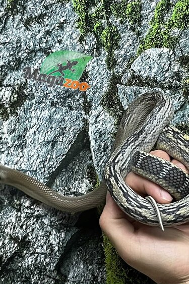 Magazoo Vietman blue beauty rat snake  Baby 2024 #4