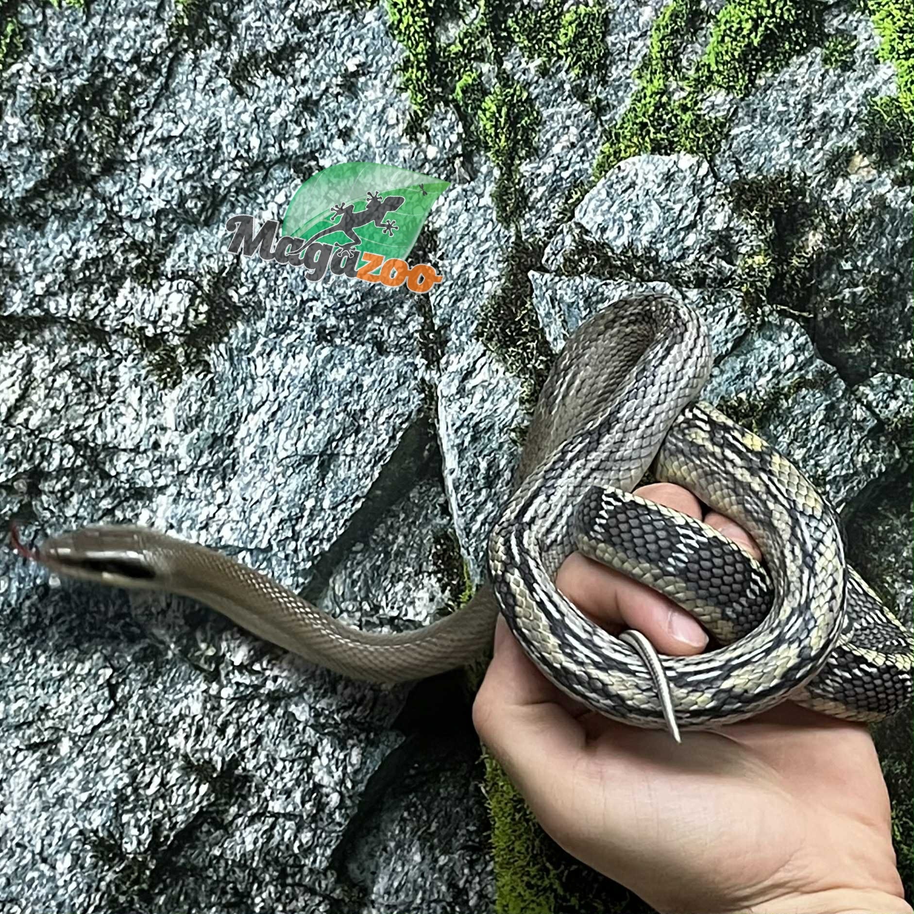 Magazoo Vietman blue beauty rat snake  Baby 2024 #4