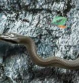 Magazoo Vietman blue beauty rat snake  Baby 2024 #4