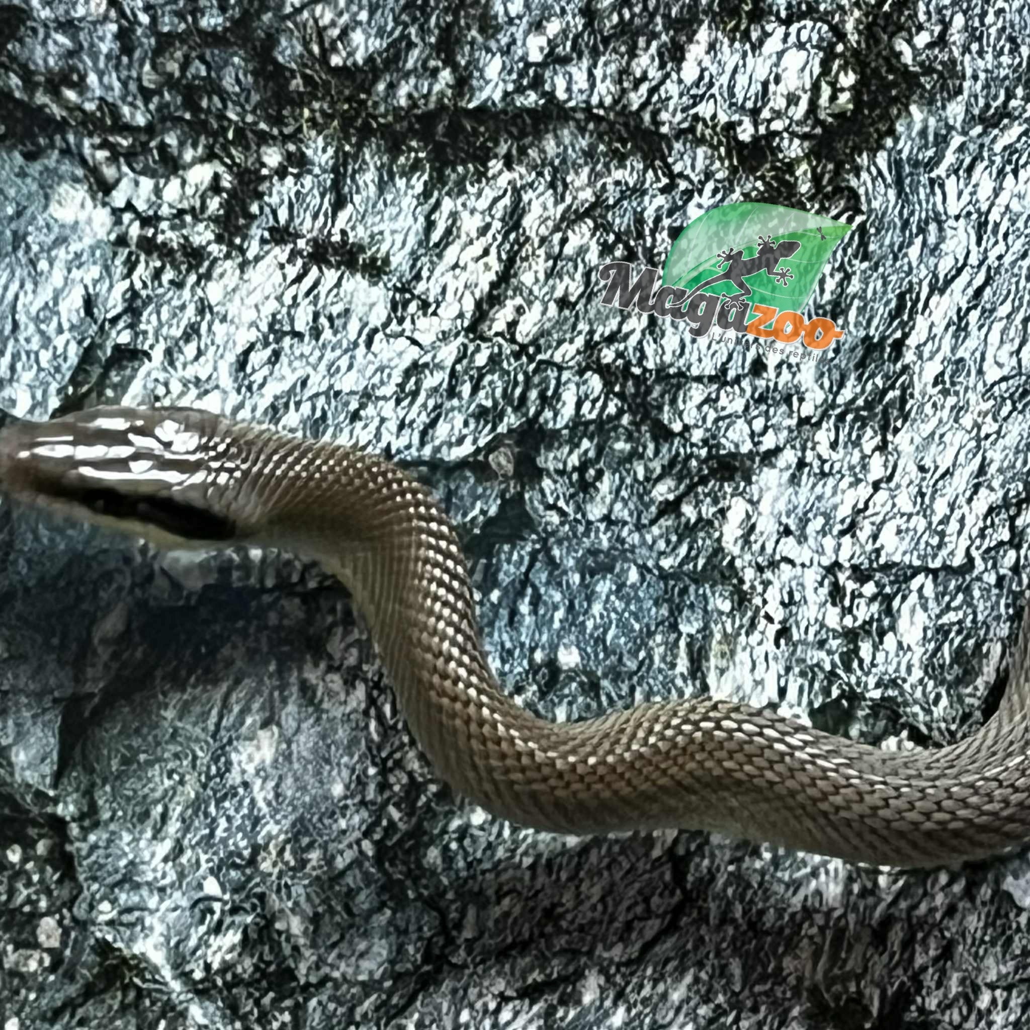 Magazoo Vietman blue beauty rat snake  Baby 2024 #4