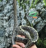 Magazoo Serpent Ratier ''Blue Beauty'' du Vietnam Bébé 2024 Femelle #4