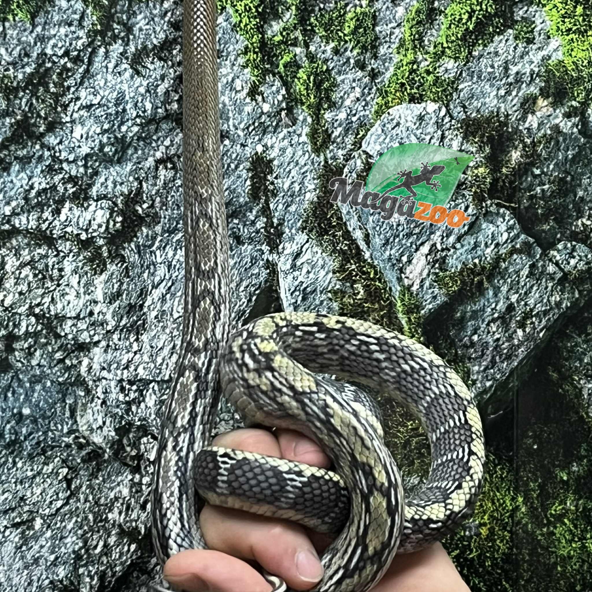 Magazoo Vietman blue beauty rat snake  Baby 2024 #4