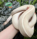 Magazoo Python royal (Possible Purple passion) Femelle  / Adoption - 2ième chance