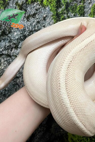 Magazoo Python royal (Possible Purple passion) Femelle  / Adoption - 2ième chance