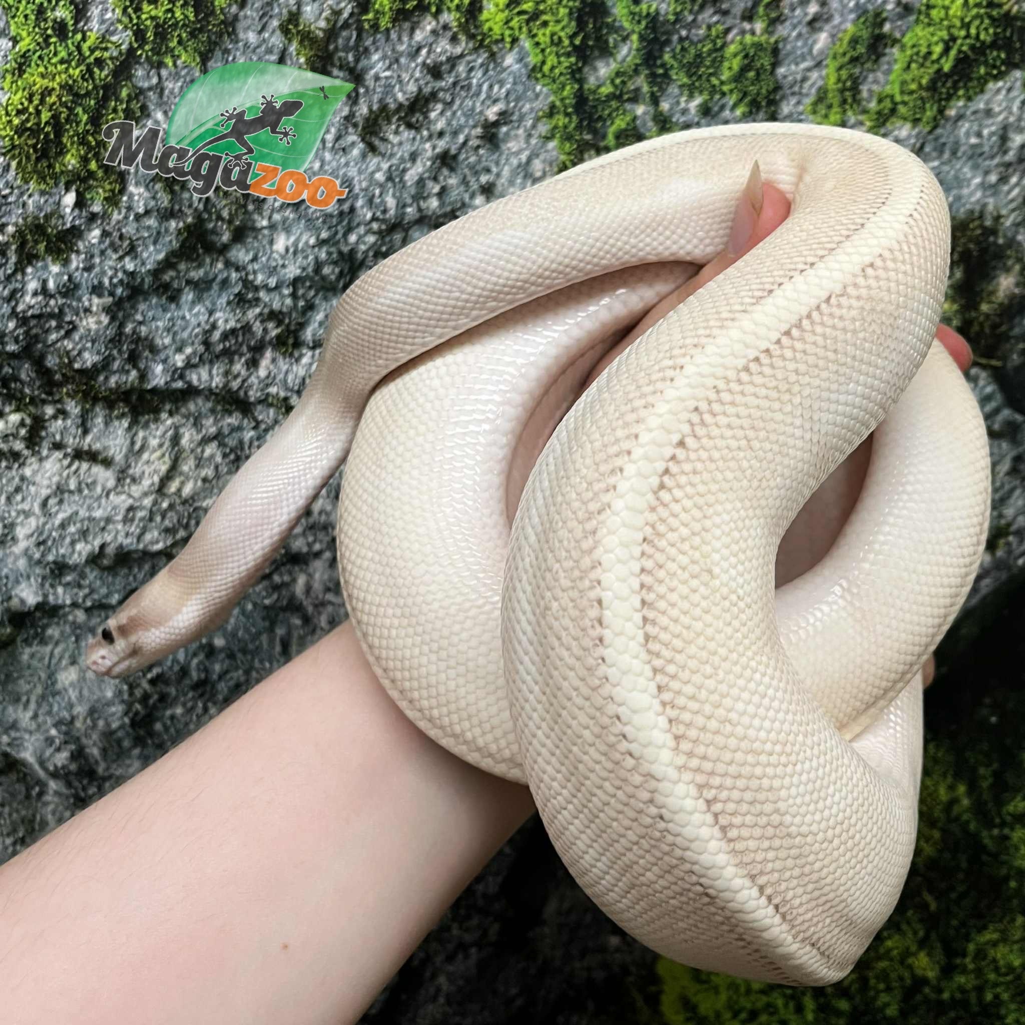 Magazoo Female Ball python (Possible Purple Passion) / Adoption - 2nd chance