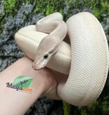 Magazoo Female Ball python (Possible Purple Passion) / Adoption - 2nd chance