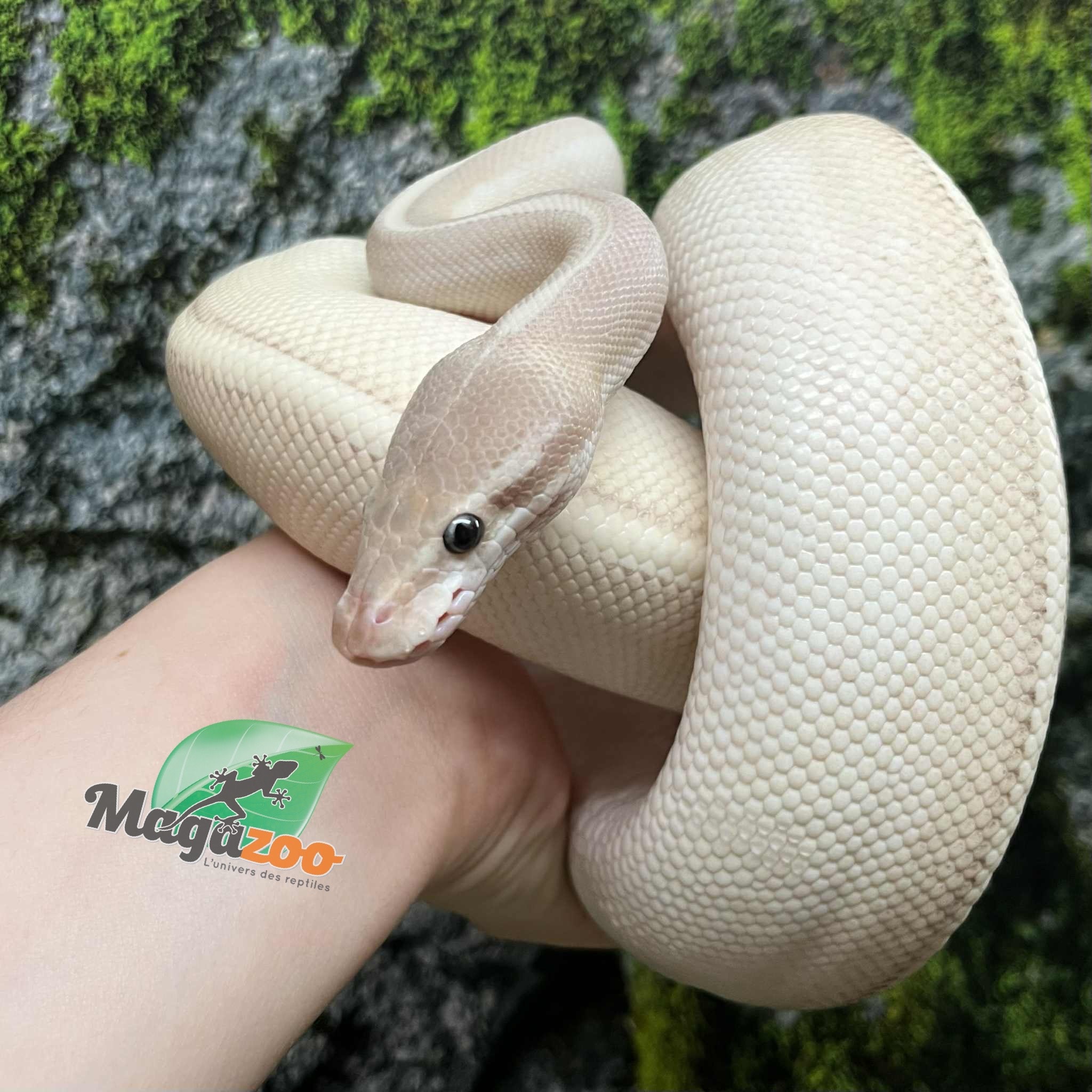 Magazoo Python royal (Possible Purple passion) Femelle  / Adoption - 2ième chance