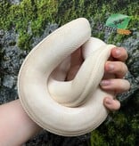 Magazoo Female Ball python (Possible Purple Passion) / Adoption - 2nd chance