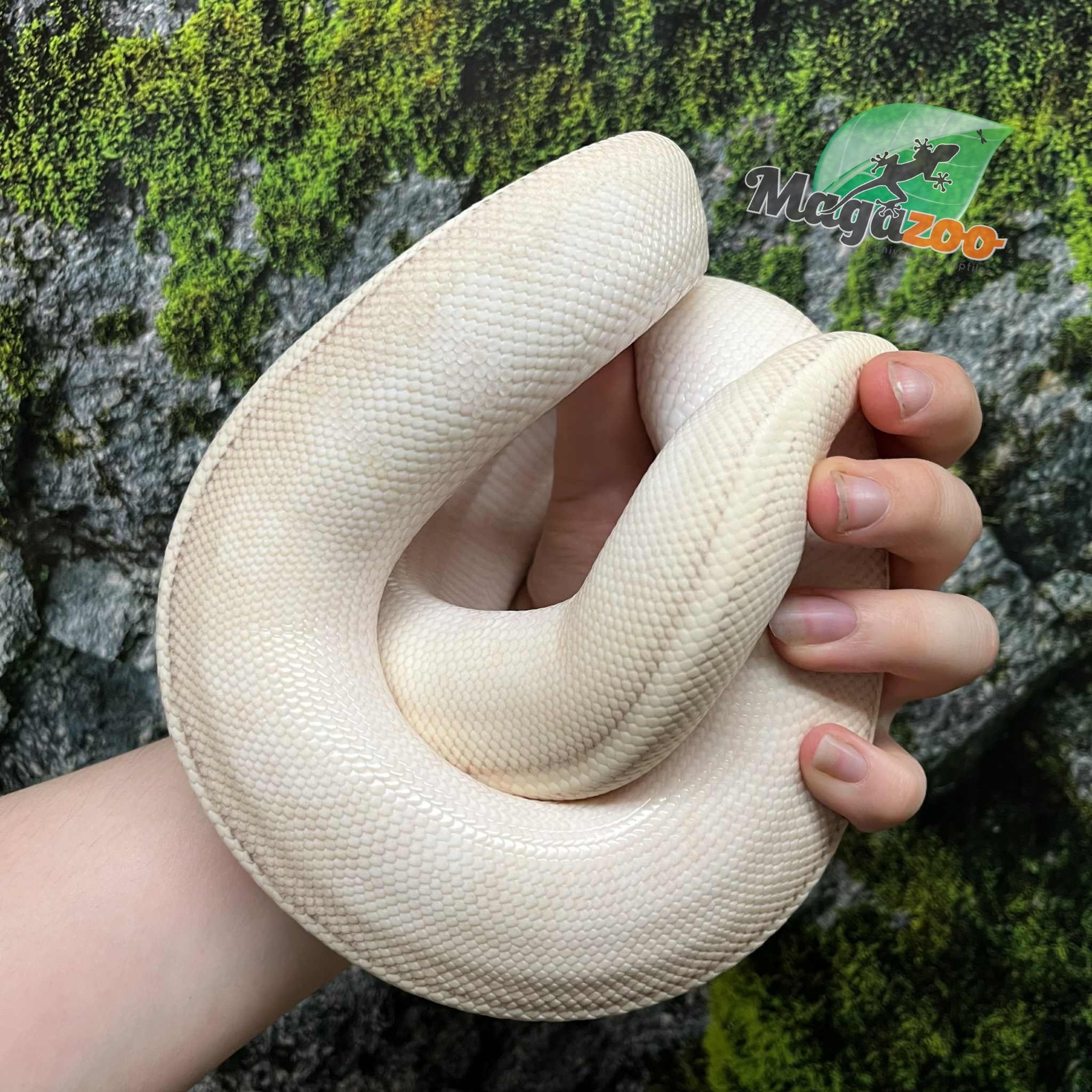 Magazoo Python royal (Possible Purple passion) Femelle  / Adoption - 2ième chance