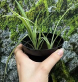 Magazoo Plante araignée Chlorophytum Comosum 'Variegata' (Moyen)