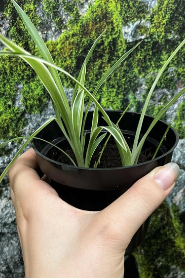 Magazoo Plante araignée Chlorophytum Comosum 'Variegata' (Moyen)