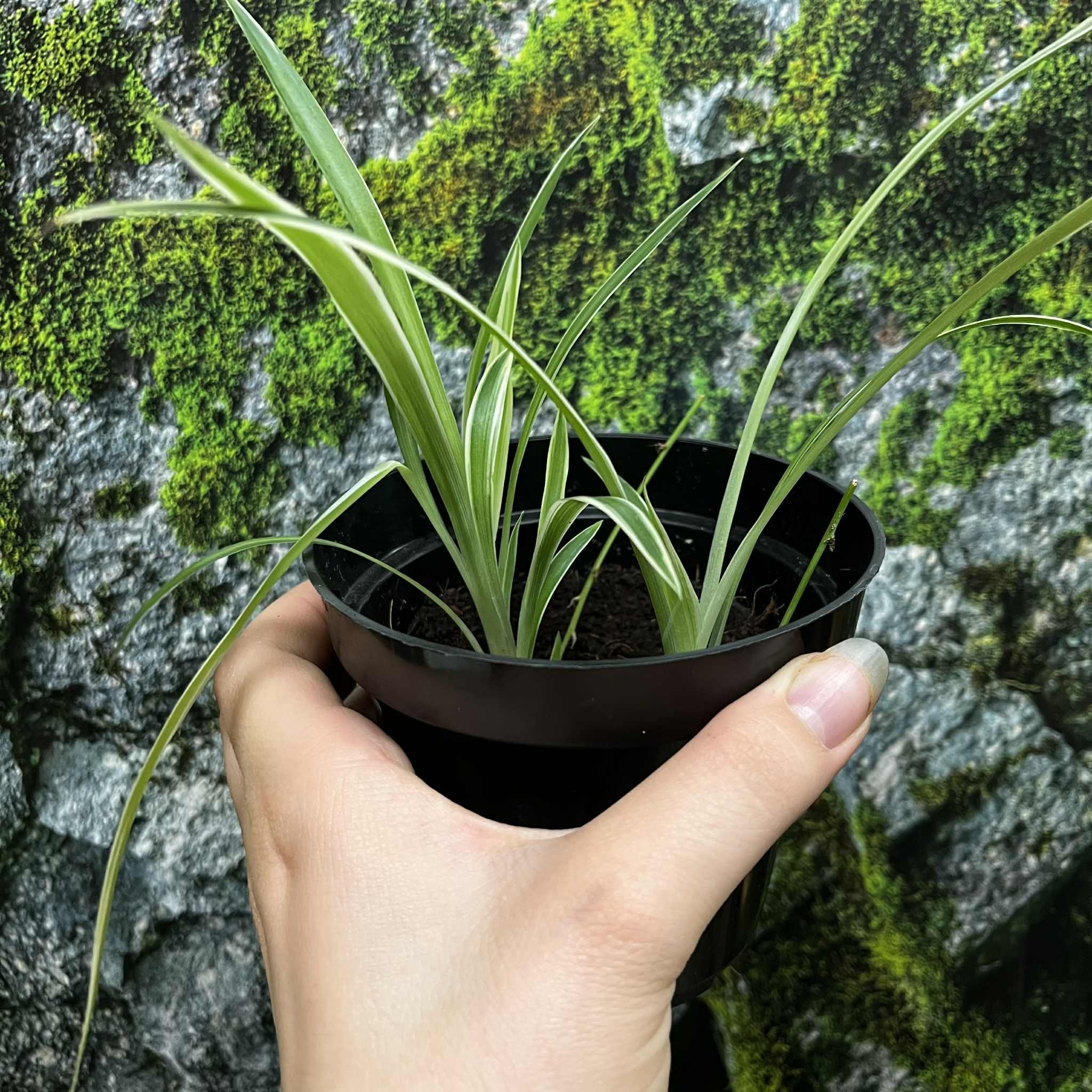 Magazoo Spider Plant Chlorophytum Comosum 'Variegata' (Medium)