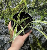 Magazoo Plante araignée Chlorophytum Comosum 'Variegata' (Moyen)