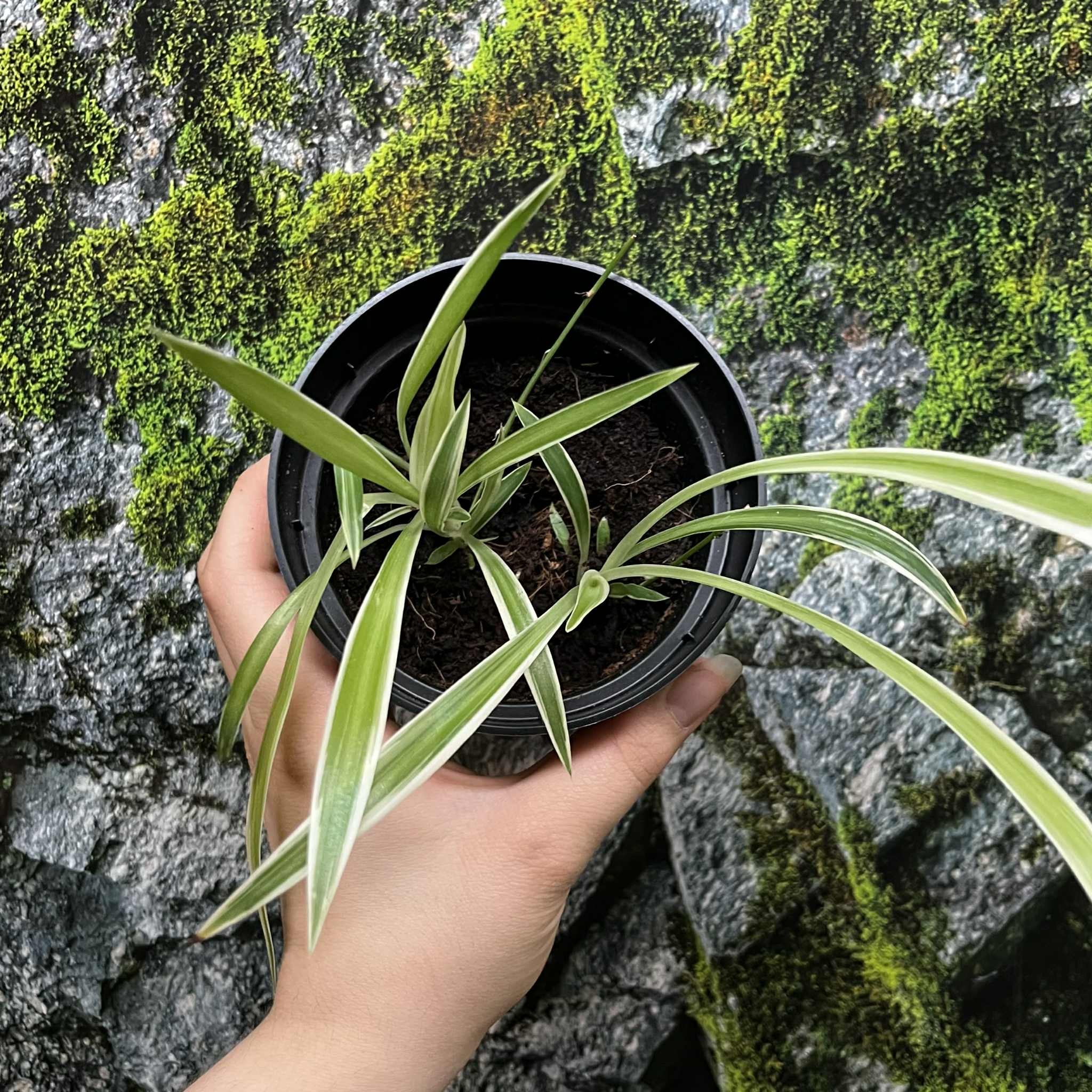 Magazoo Plante araignée Chlorophytum Comosum 'Variegata' (Moyen)