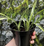 Magazoo Plante araignée Chlorophytum Comosum 'Variegata' (Moyen)