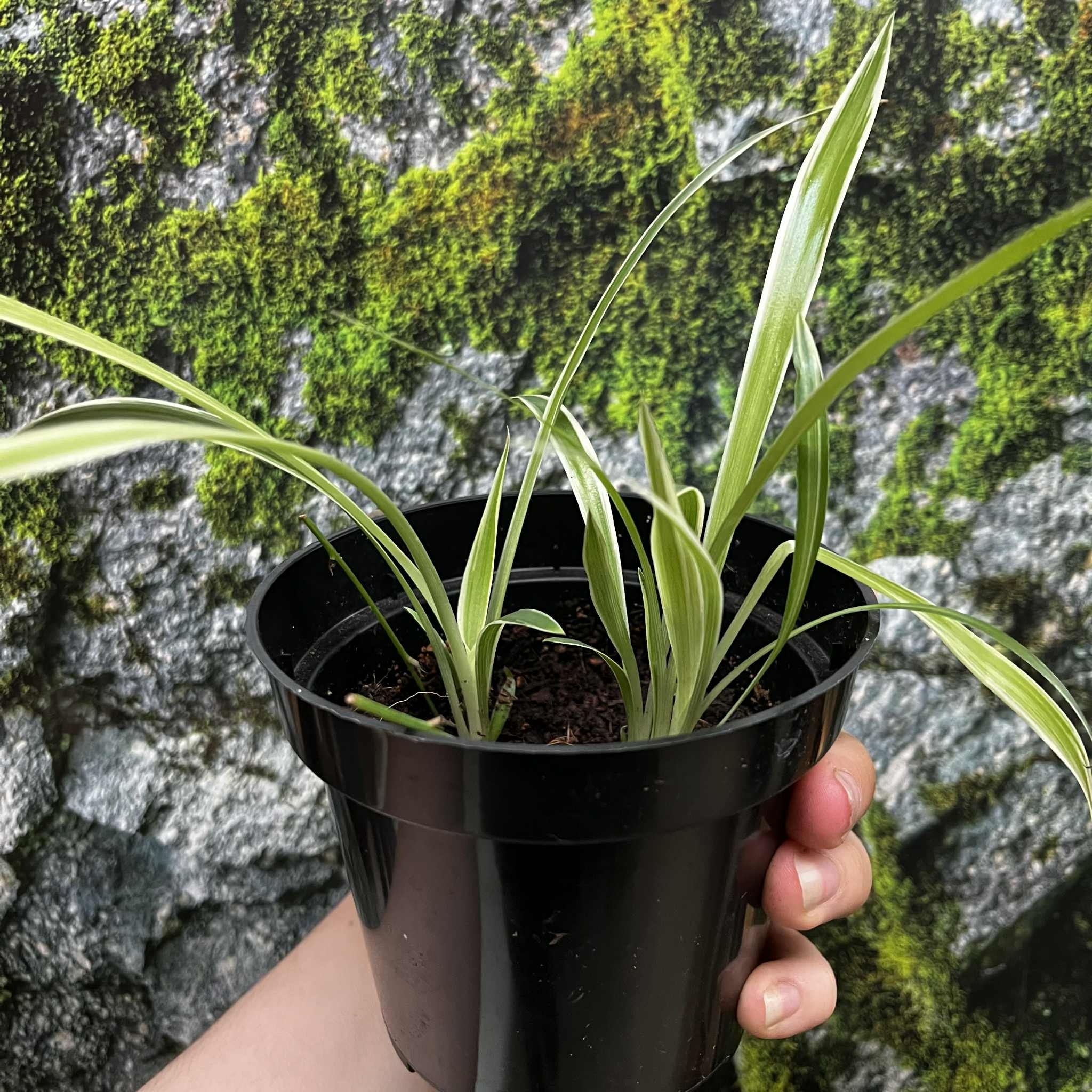 Magazoo Spider Plant Chlorophytum Comosum 'Variegata' (Medium)