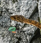 Magazoo Boa Arboricole d'Amazonie (ATB) Mâle Adulte #2