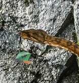 Magazoo Male adult Amazone tree boa (ATB) #2