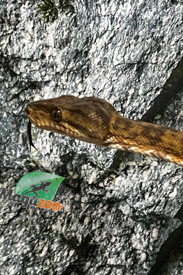 Magazoo Male adult Amazone tree boa (ATB) #2