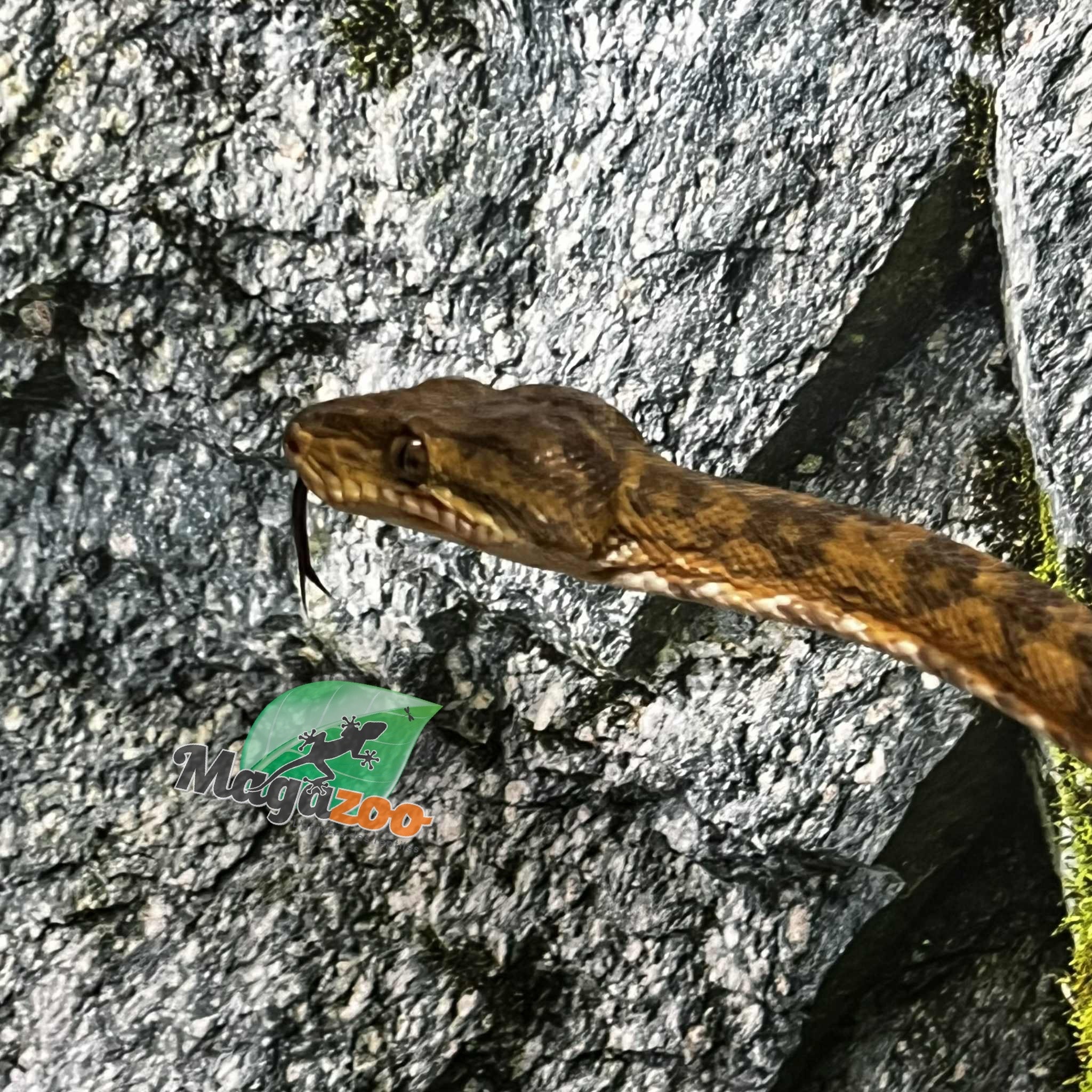 Magazoo Male adult Amazone tree boa (ATB) #2