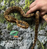 Magazoo Male adult Amazone tree boa (ATB) #2