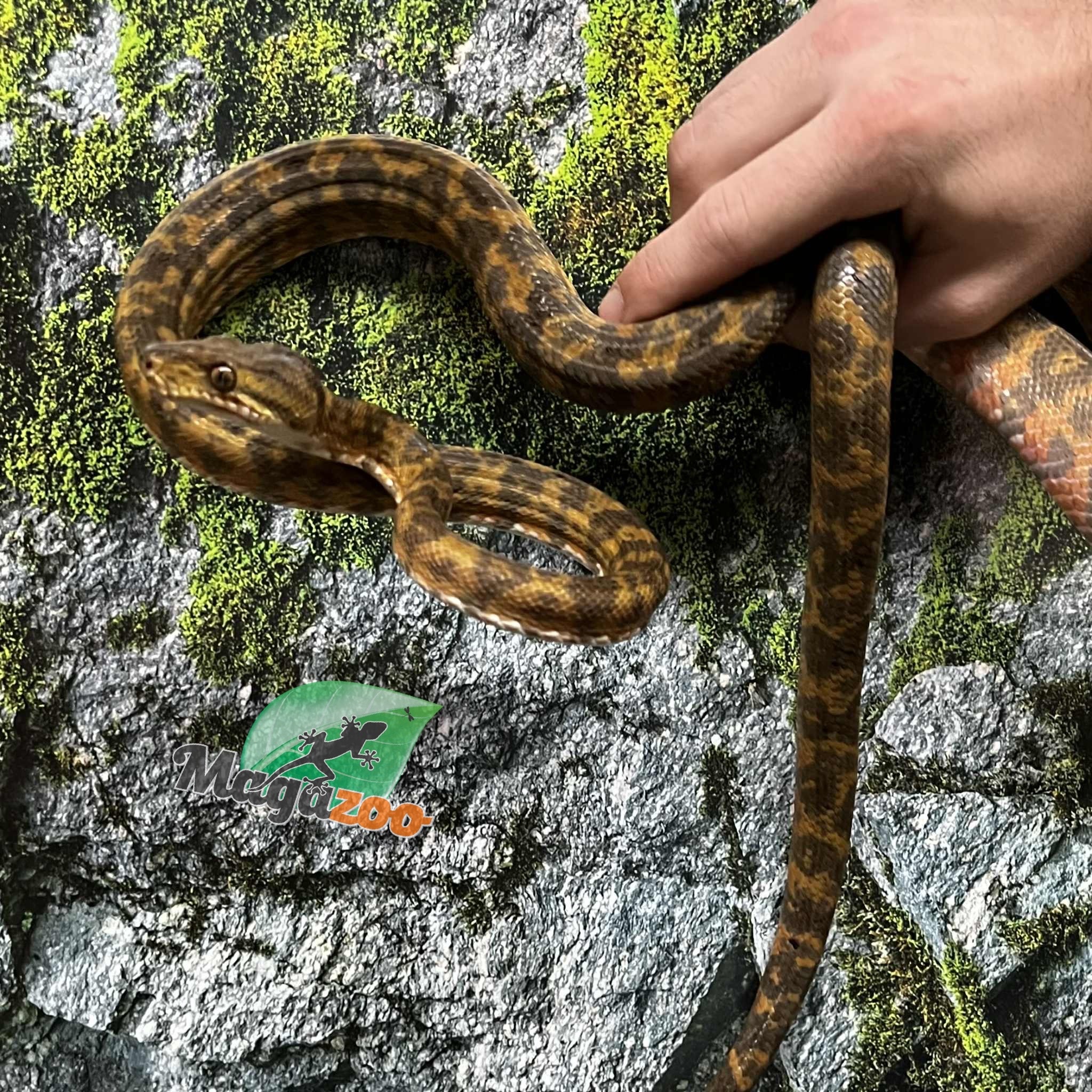 Magazoo Male adult Amazone tree boa (ATB) #2
