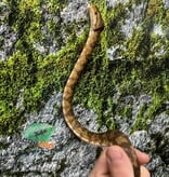 Magazoo Boa Arboricole d'Amazonie (ATB) Mâle Adulte #2