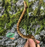 Magazoo Male adult Amazone tree boa (ATB) #2