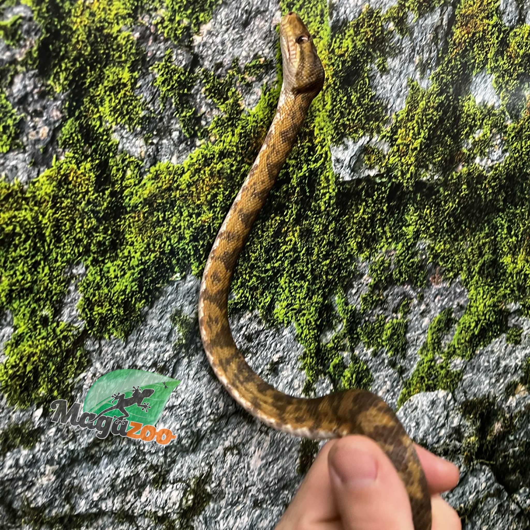 Magazoo Male adult Amazone tree boa (ATB) #2