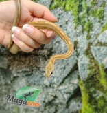 Magazoo Serpent des blés Caramel Tessera Motley (2024) #1