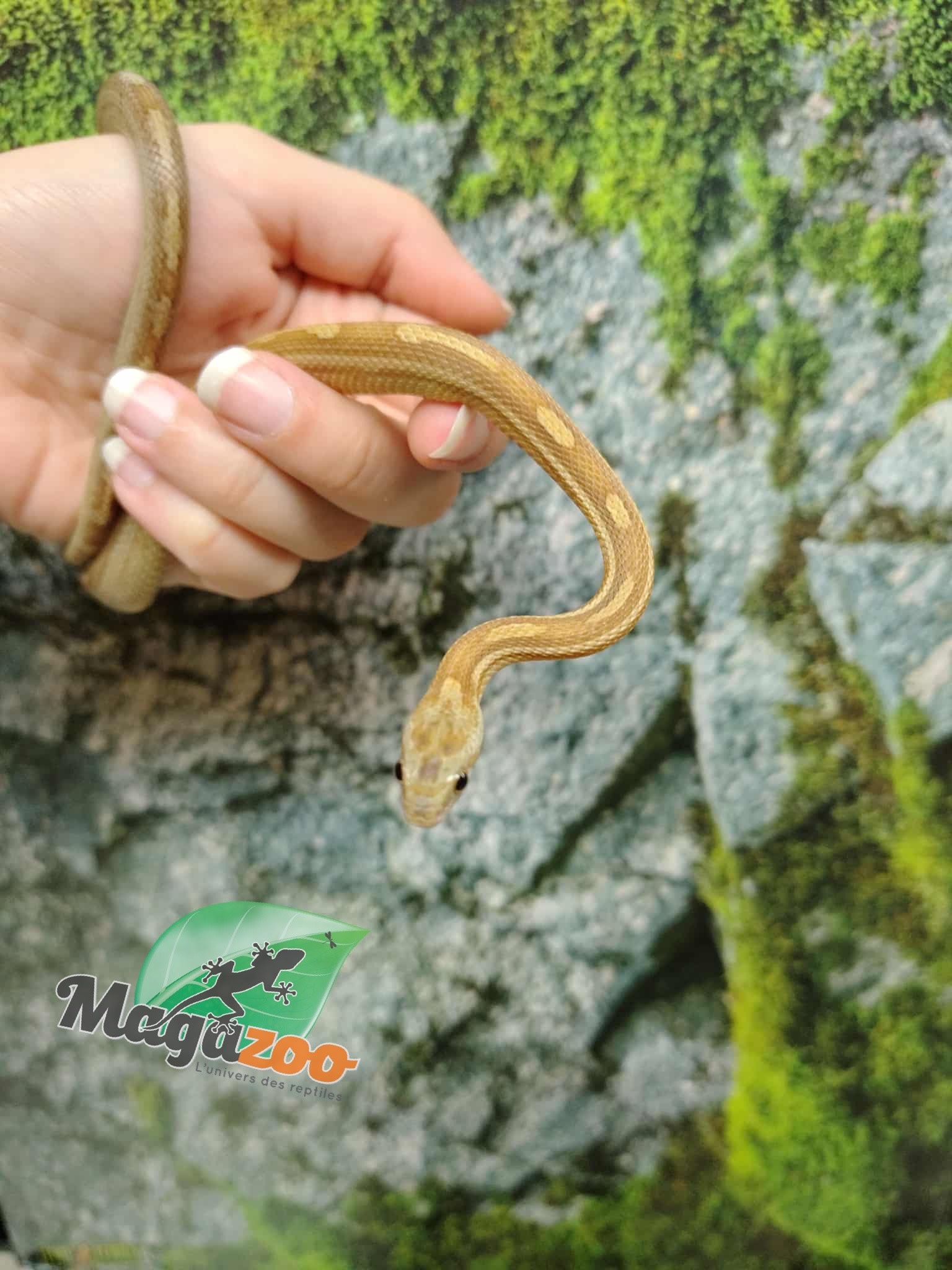 Magazoo Serpent des blés Caramel Tessera Motley (2024) #1