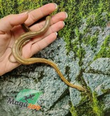 Magazoo Caramel Tessera. Motley Corn snake (2024) #1