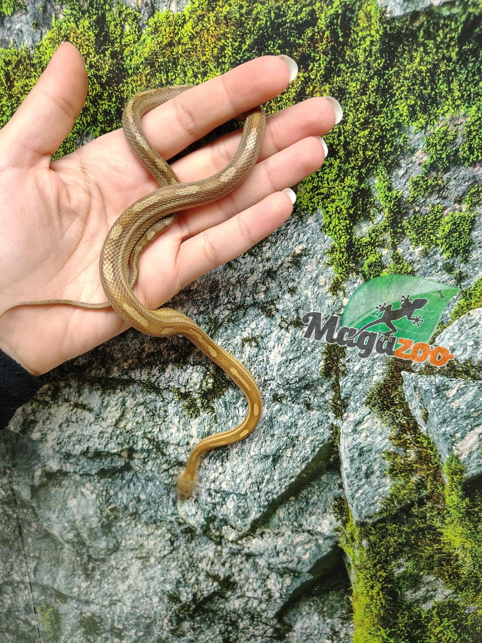 Magazoo Caramel Tessera. Motley Corn snake (2024) #1