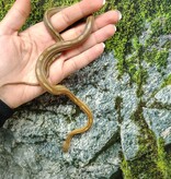 Magazoo Caramel Tessera. Motley Corn snake (2024) #1