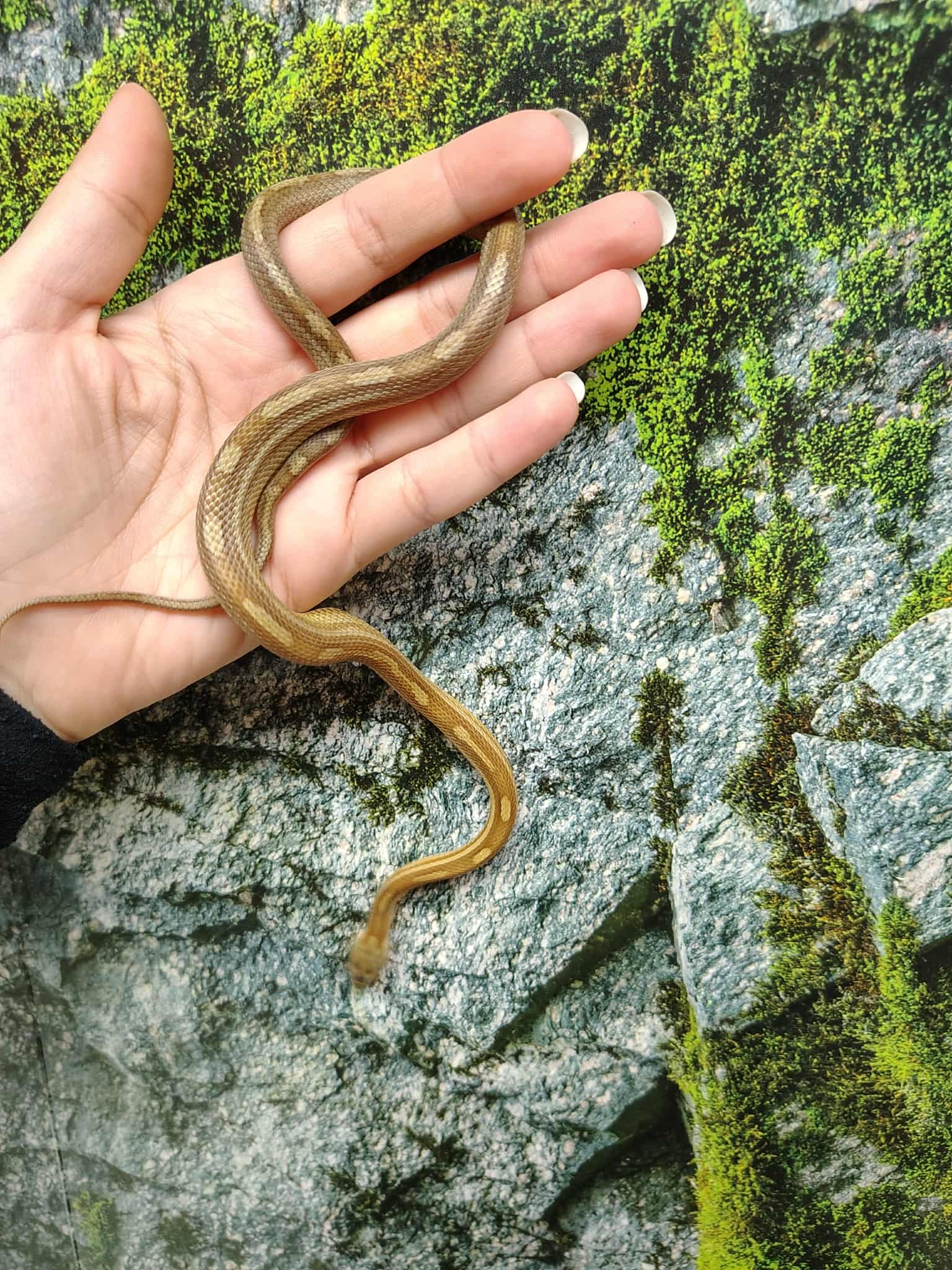 Magazoo Caramel Tessera. Motley Corn snake (2024) #1