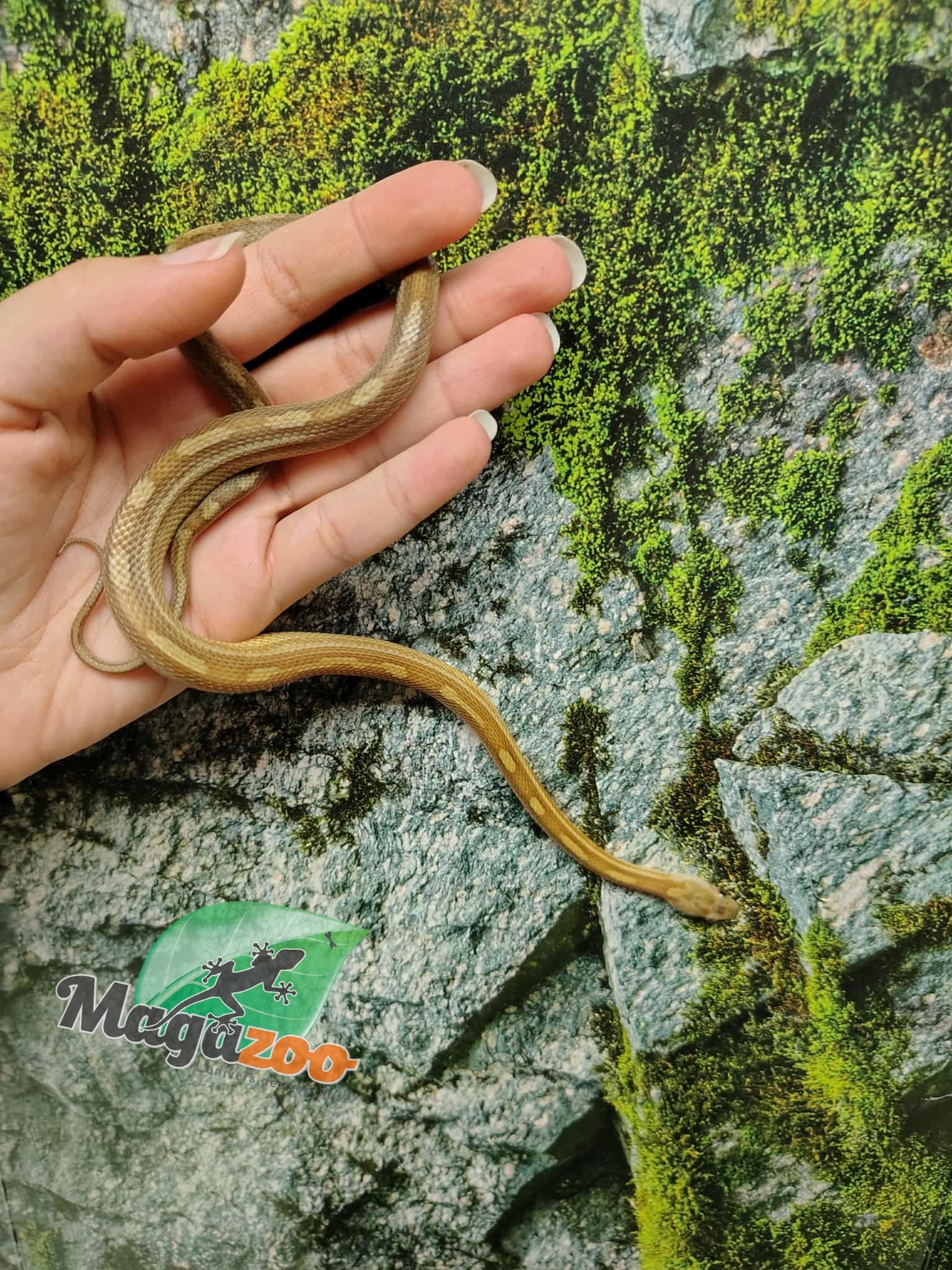 Magazoo Serpent des blés Caramel Tessera Motley (2024) #1