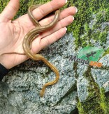 Magazoo Caramel Tessera. Motley Corn snake (2024) #1