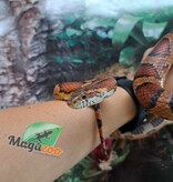 Magazoo Okeetee Male Corn Snake #2 - 3 years old / Adoption - 2nd chance