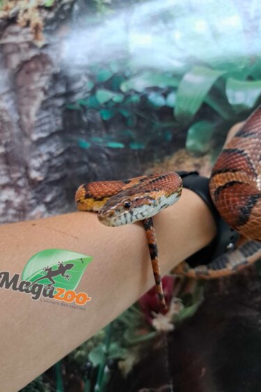 Magazoo Serpent des blés Okeetee #2 Mâle 3 ans /  Adoption - 2ième chance