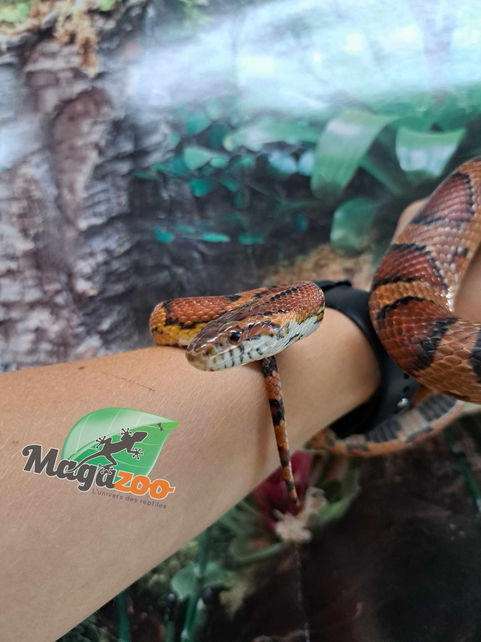 Magazoo Serpent des blés Okeetee #2 Mâle 3 ans /  Adoption - 2ième chance