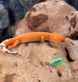 Magazoo Gecko léopard Mandarin het Tremper Femelle 02/08/25